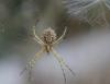 Argiope lobata